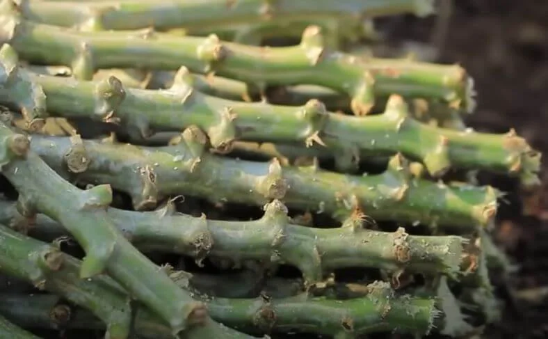 Cassava Stems