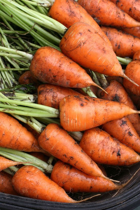 Chantenay carrots
