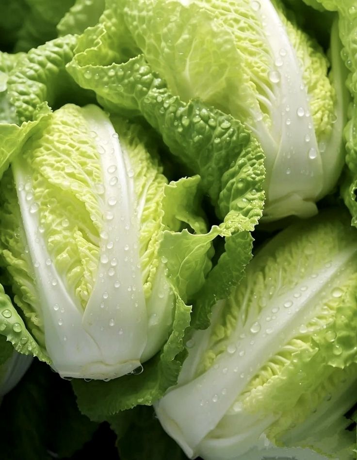Cabbage