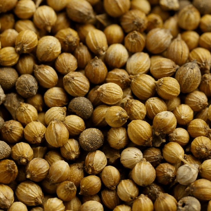 Whole coriander seeds