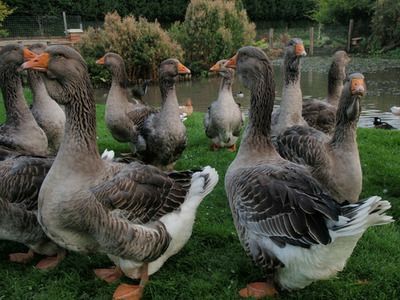 Duck