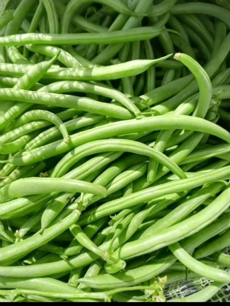 Fine Beans