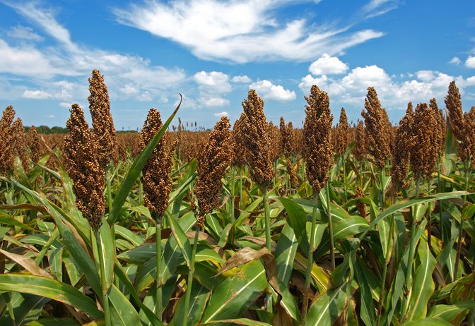 High Tannin Sorghum
