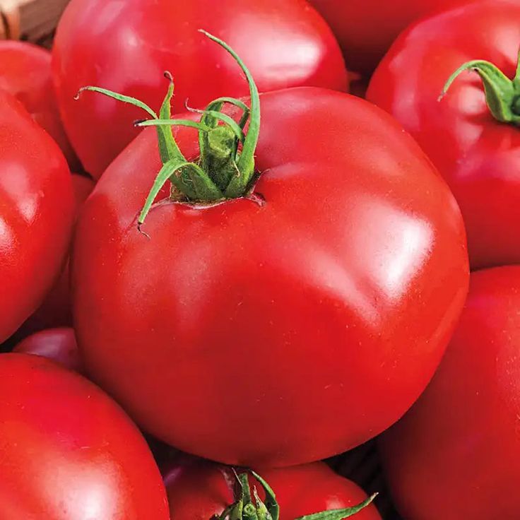 Round Tomatoes
