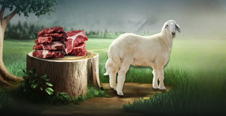 Sheep (Mutton)