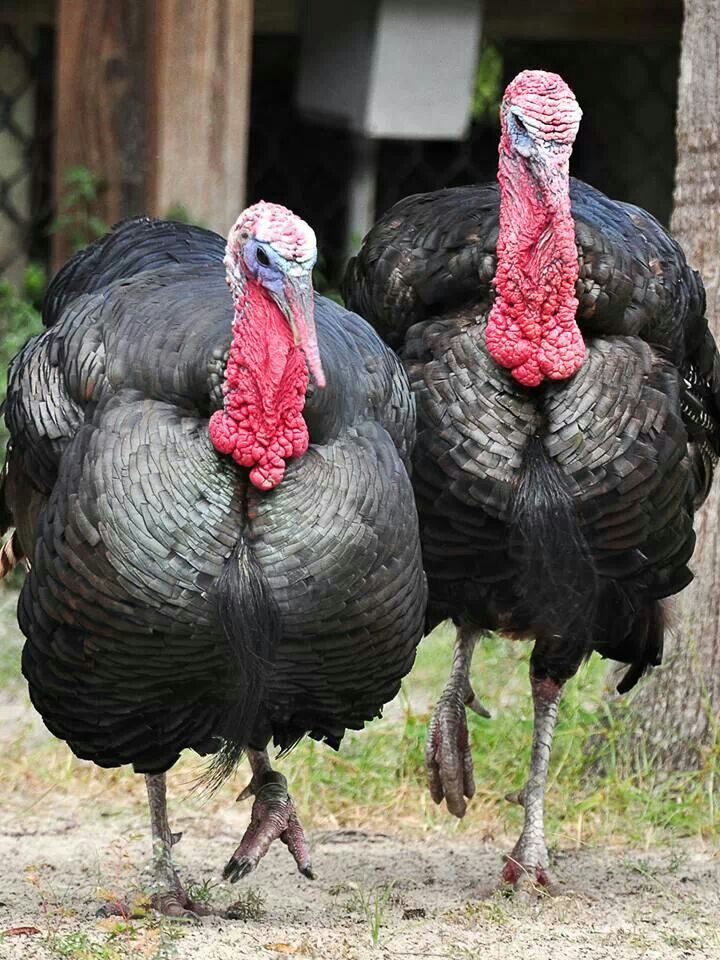 Turkey