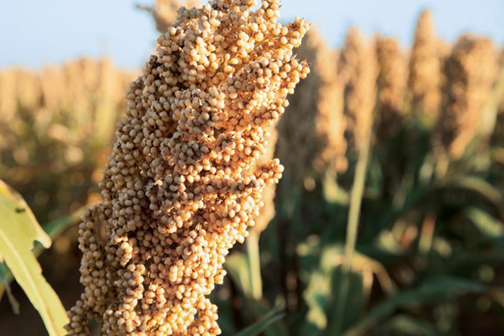White Sorghum