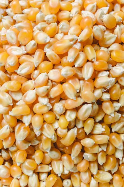 Yellow Maize