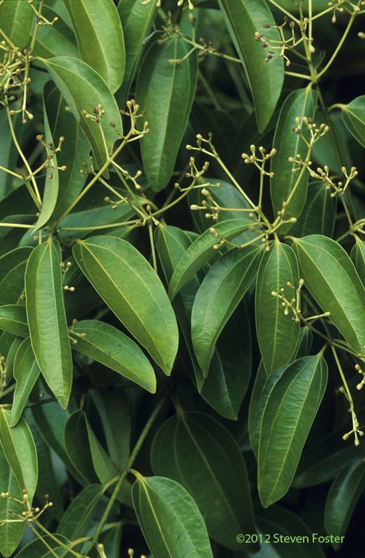  Cinnamon Leaves