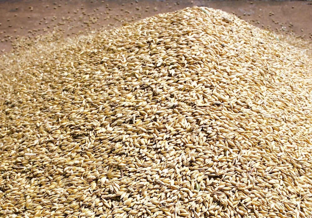 Feed Barley