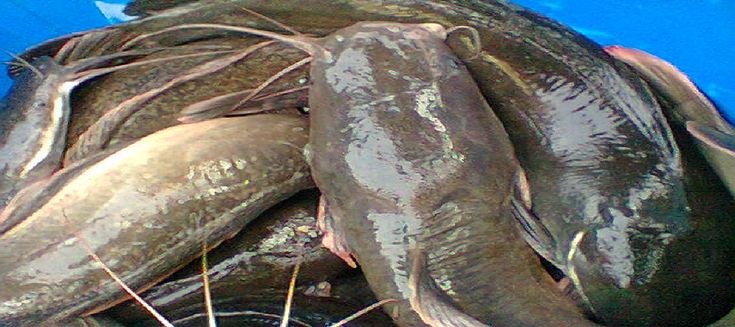 Catfish