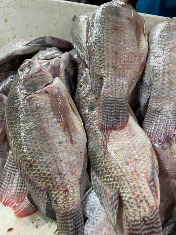 Nile Perch