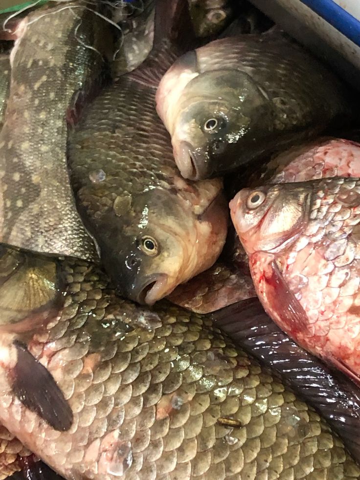 Tilapia