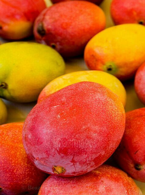 Tommy Atkins Mangoes