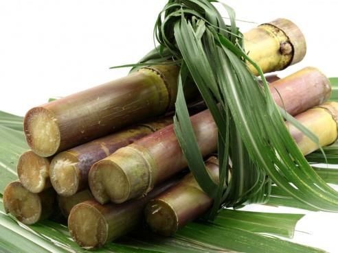 Sugar Canes